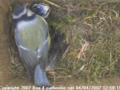 thm_200704041258191.jpg