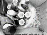 thm_3-200805081621591.jpg