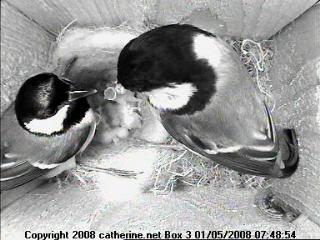 thm_box_3_hatching+1day_1.jpg