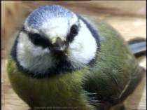 thm_Box_7_20080331_115040_77c.jpg