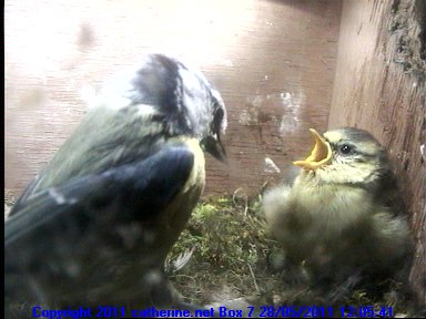 Last Blue Tit Chick in Box 7 Last Blue Tit Chick in Box 7